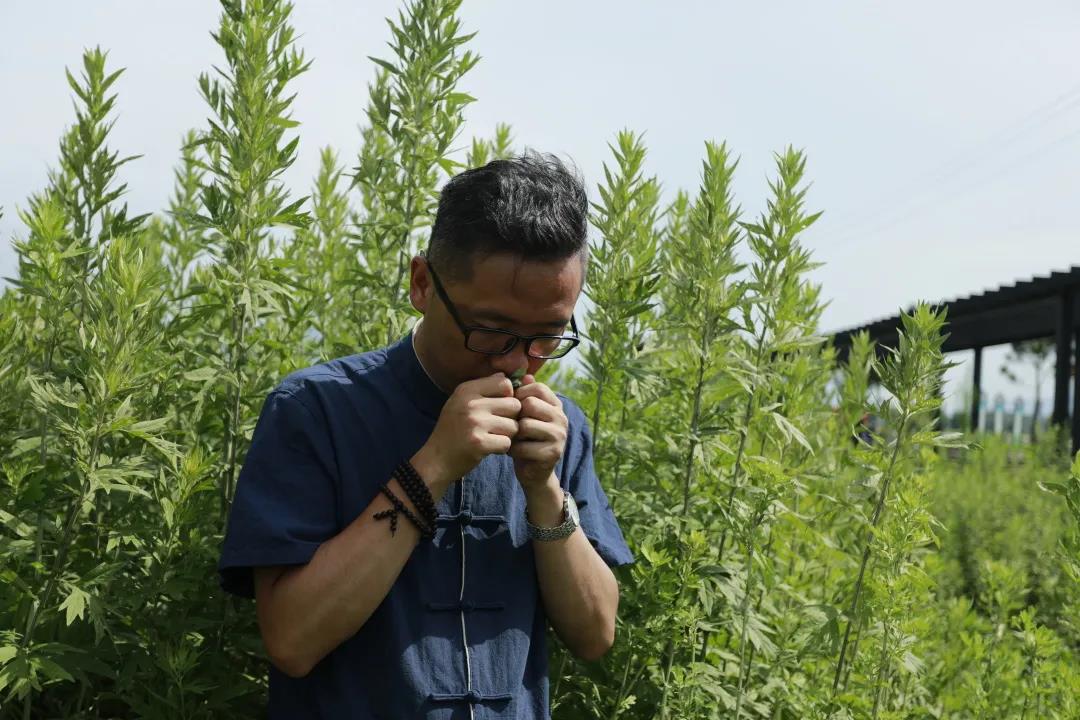 艾草怎么辨別真假，假蘄艾盛行，妙招教你輕松避雷！